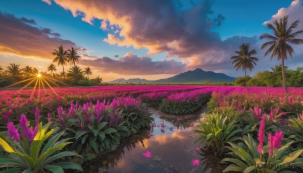 flower, outdoors, sky, cloud, water, tree, no humans, cloudy sky, grass, plant, nature, scenery, reflection, sunset, palm tree, sun