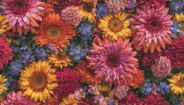 flower, no humans, scenery, pink flower, blue flower, yellow flower, purple flower, sunflower, hydrangea, colorful