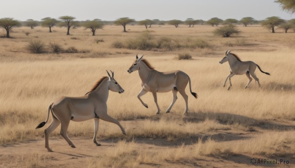 standing,outdoors,sky,day,from side,tree,no humans,shadow,animal,grass,scenery,walking,running,realistic,animal focus,deer,sand,field,horse,desert,cow,goat