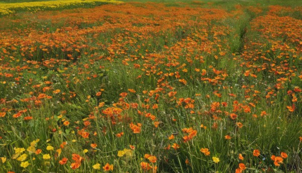 flower,outdoors,day,no humans,traditional media,grass,red flower,nature,scenery,yellow flower,field,flower field,orange flower,orange theme,leaf,from above,plant