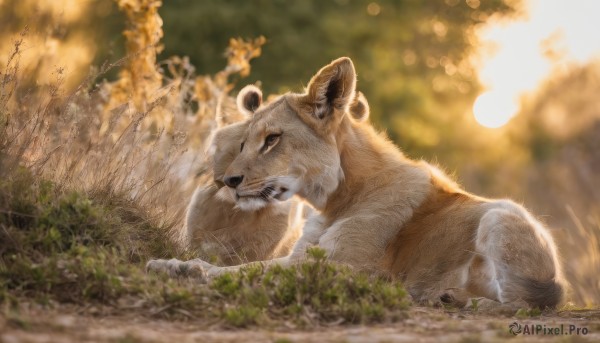 solo,looking at viewer,outdoors,lying,day,signature,blurry,black eyes,tree,no humans,depth of field,blurry background,animal,grass,nature,realistic,animal focus,mouth hold,on stomach