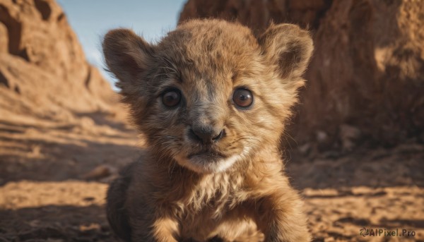 solo,looking at viewer,brown eyes,closed mouth,outdoors,sky,day,blurry,pokemon (creature),no humans,depth of field,blurry background,animal,realistic,animal focus,blue sky,cat,brown fur,desert