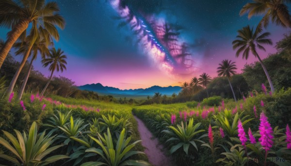 flower, outdoors, sky, cloud, tree, no humans, night, grass, plant, star (sky), nature, night sky, scenery, starry sky, sunset, palm tree