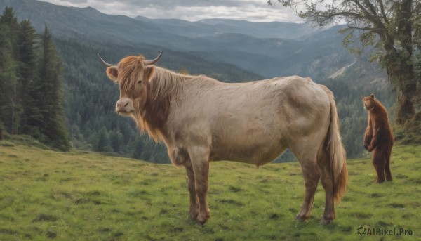 standing,outdoors,horns,sky,day,cloud,tree,no humans,animal,cloudy sky,grass,nature,scenery,forest,mountain,realistic,animal focus,chinese zodiac,landscape,sheep,cow