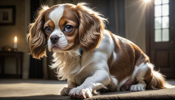 HQ,solo,looking at viewer,blue eyes,brown eyes,closed mouth,day,indoors,blurry,collar,no humans,window,depth of field,blurry background,animal,sunlight,dog,realistic,candle,animal focus,full body,signature,pokemon (creature),watermark,fire,web address,claws,light rays,flame,pet