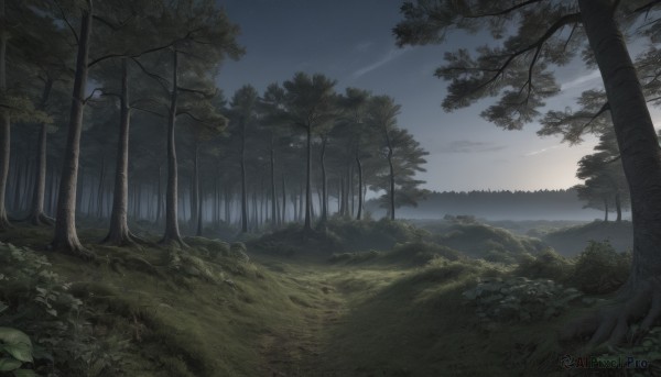 outdoors,sky,cloud,tree,no humans,night,leaf,cloudy sky,grass,plant,star (sky),nature,night sky,scenery,forest,sunset,bush,landscape,sunlight,rock,horizon,dark,sunrise