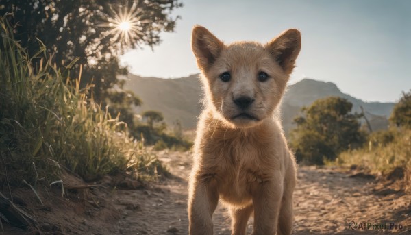 solo,looking at viewer,blue eyes,outdoors,sky,day,signature,blurry,tree,no humans,animal,cat,grass,nature,scenery,dog,mountain,realistic,animal focus,fireworks,standing,plant