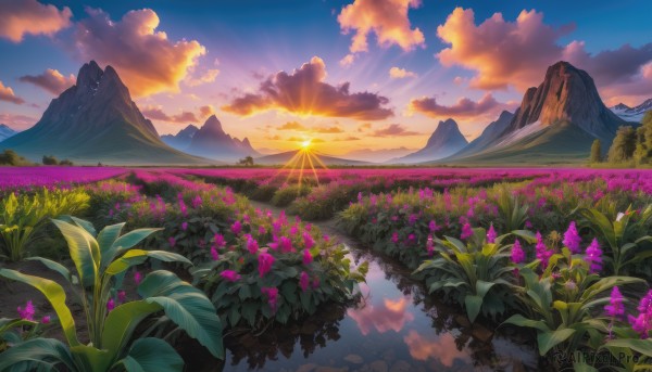 flower, outdoors, sky, cloud, tree, no humans, cloudy sky, grass, plant, nature, scenery, reflection, sunset, mountain, purple flower, sun, field, landscape, mountainous horizon