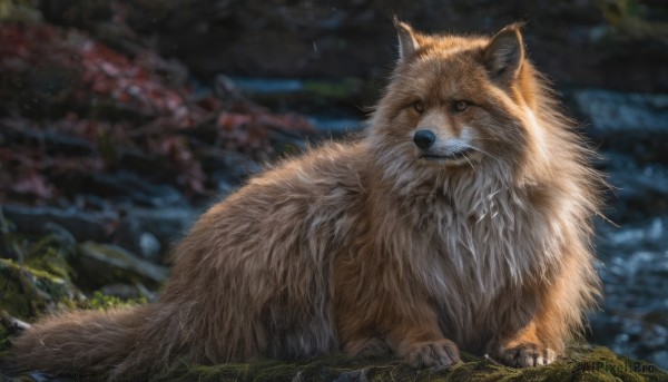 outdoors, blurry, no humans, depth of field, blurry background, animal, grass, dog, realistic, animal focus