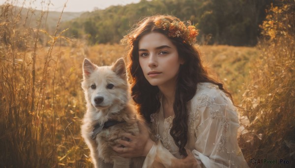 The charm of a dog in a tranquil day