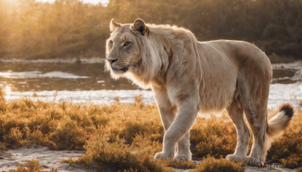 The allure of a tiger in a inviting day