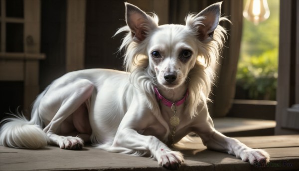 HQ,solo,looking at viewer,blue eyes,lying,indoors,blurry,collar,no humans,blood,depth of field,blurry background,animal,claws,dog,wooden floor,realistic,leash,animal focus,brown eyes,full body,black eyes,window,chain,watermark,on side,web address,door,red collar,animal collar