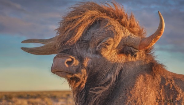 solo,1boy,male focus,outdoors,horns,sky,day,cloud,blurry,from side,blue sky,no humans,profile,blurry background,animal,portrait,realistic,chinese zodiac,tusks,nose piercing,closed mouth,closed eyes,cloudy sky,close-up,field,animal focus,boar