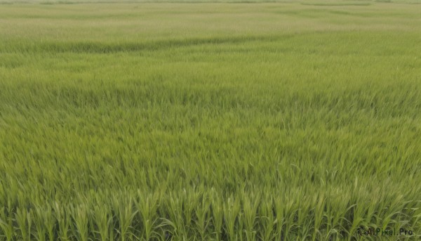 outdoors,sky,day,no humans,traditional media,grass,nature,scenery,field,plant,green theme