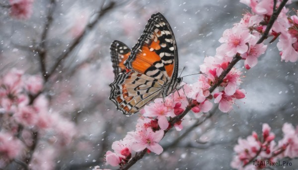 flower, outdoors, wings, blurry, tree, petals, no humans, depth of field, bug, cherry blossoms, butterfly, scenery, snow, pink flower, branch, grey sky