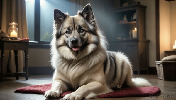 HQ,solo,looking at viewer,open mouth,brown eyes,tongue,indoors,tongue out,no humans,window,animal,table,curtains,dog,wooden floor,realistic,basket,lamp,candle,animal focus,rug,sitting,full body,lying,signature,fire