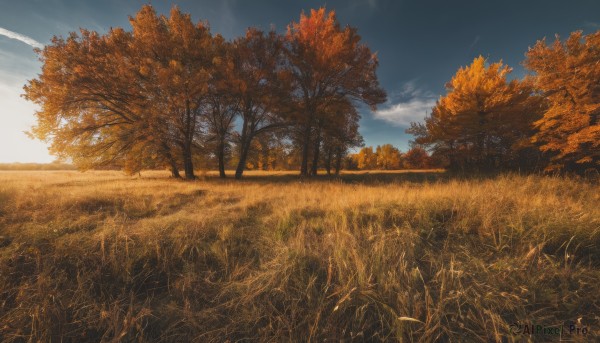 outdoors,sky,day,cloud,tree,blue sky,no humans,leaf,sunlight,cloudy sky,grass,nature,scenery,forest,sunset,road,autumn leaves,field,autumn,contrail,path,landscape,wheat