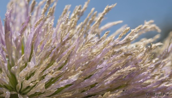 outdoors,sky,day,cloud,blurry,blue sky,no humans,depth of field,blurry background,leaf,scenery,still life,flower,plant,realistic,field,landscape