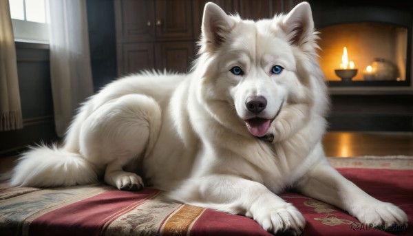 HQ,looking at viewer,blue eyes,lying,tongue,indoors,tongue out,no humans,window,bed,animal,fangs,fire,on stomach,curtains,dog,realistic,candle,animal focus,carpet,rug,fireplace,open mouth,signature,pillow,book,watermark,blanket,white fur,flame