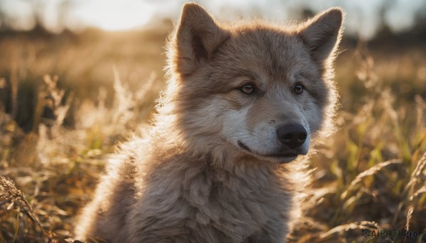 solo, closed mouth, outdoors, day, signature, blurry, no humans, depth of field, blurry background, animal, cat, realistic, animal focus