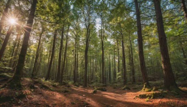 outdoors, sky, day, tree, blue sky, dutch angle, no humans, sunlight, nature, scenery, forest, sun