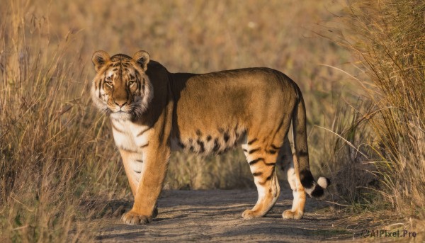 solo,standing,full body,closed eyes,outdoors,day,blurry,no humans,animal,grass,plant,nature,chinese zodiac,animal focus,tiger,year of the tiger,realistic,field