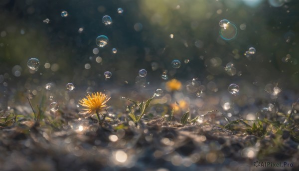 flower, outdoors, blurry, no humans, depth of field, grass, scenery, bubble, blurry foreground, bokeh, dandelion