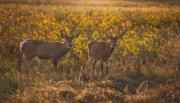The wonder of a unique subject in a picturesque outdoors