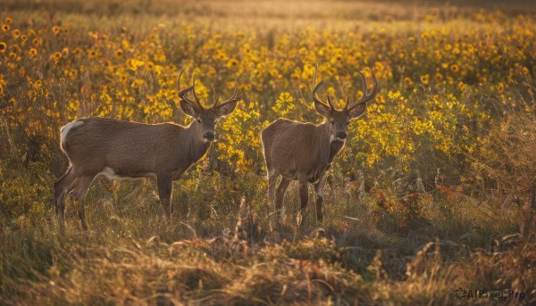 flower,outdoors,blurry,no humans,depth of field,animal,grass,nature,scenery,yellow flower,antlers,field,animal focus,flower field,yellow theme,deer,standing,reindeer antlers