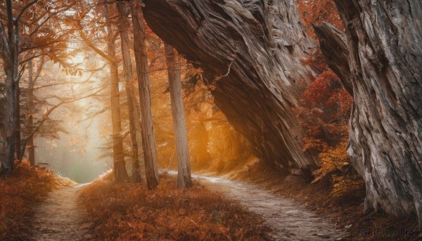 outdoors,day,tree,dutch angle,no humans,leaf,sunlight,nature,scenery,forest,fantasy,autumn leaves,maple leaf,autumn,orange theme,grass,light rays,road,bare tree,landscape,path