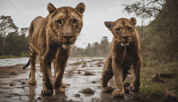 looking at viewer,outdoors,sky,day,tree,no humans,animal,grass,nature,rock,realistic,animal focus,tiger,puddle,standing,forest,grey sky,oversized animal