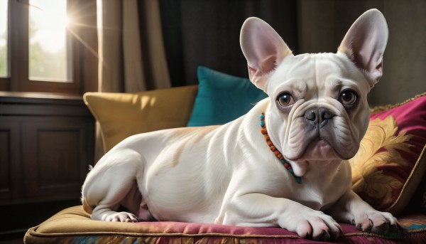 HQ,solo,looking at viewer,brown eyes,jewelry,closed mouth,lying,day,indoors,signature,necklace,black eyes,pillow,no humans,window,animal,sunlight,curtains,couch,realistic,animal focus,cushion,mouse,whiskers,full body,collar,cat,on stomach,web address,dog,sun