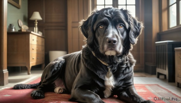 HQ,solo,yellow eyes,day,indoors,blurry,collar,no humans,window,animal,table,sunlight,dog,wooden floor,realistic,door,lamp,animal focus,carpet,rug,cabinet,looking at viewer,closed mouth,lying,necklace,book,petals,bed,chair,on stomach,mirror,drawer