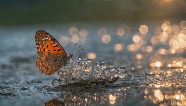 outdoors, water, blurry, no humans, depth of field, blurry background, bug, butterfly, scenery, reflection, bokeh