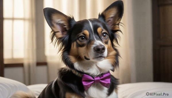 HQ,solo,bow,brown eyes,indoors,bowtie,blurry,no humans,window,bed,depth of field,blurry background,animal,on bed,cat,curtains,pink bow,dog,purple bow,realistic,animal focus,pink bowtie,purple bowtie,whiskers,looking at viewer,closed mouth,striped bow,striped bowtie