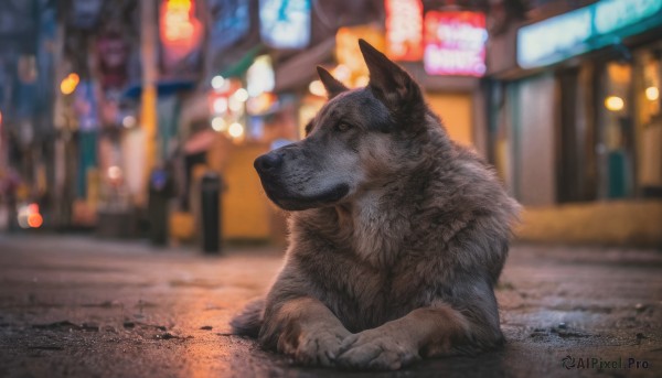 sitting, outdoors, blurry, no humans, depth of field, blurry background, animal, dog, city, realistic, road, animal focus, street