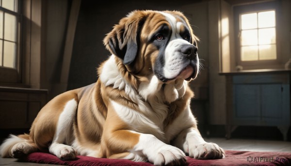 HQ,solo,brown eyes,full body,lying,day,indoors,no humans,window,animal,claws,dog,realistic,animal focus,signature,shadow,watermark,sunlight,on stomach,door,puppy