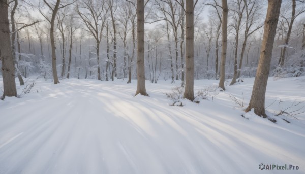 outdoors,day,tree,no humans,nature,scenery,snow,forest,winter,bare tree,footprints,solo