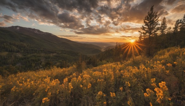 flower,outdoors,sky,day,cloud,tree,blue sky,no humans,sunlight,cloudy sky,grass,nature,scenery,forest,sunset,mountain,sun,field,landscape,mountainous horizon,light rays,sunbeam,evening