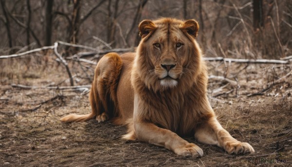 solo,looking at viewer,full body,outdoors,lying,blurry,tree,no humans,blurry background,animal,fangs,nature,claws,realistic,animal focus,bare tree,photo background,lion,signature,snow,forest