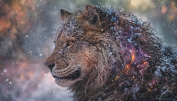The charm of a cat in a bold snowy outdoors