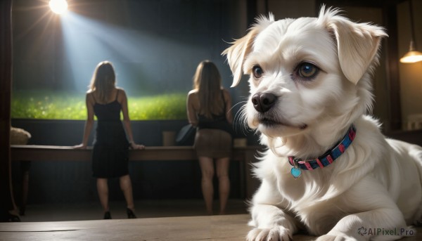 A ethereal sunlight featuring a dog