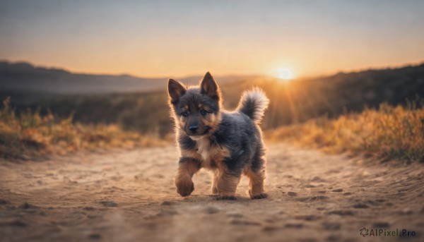 solo,looking at viewer,open mouth,blue eyes,standing,full body,outdoors,sky,day,blurry,pokemon (creature),no humans,depth of field,blurry background,animal,fangs,grass,sunset,dog,realistic,sun,animal focus,signature,sunlight,nature,scenery,mountain