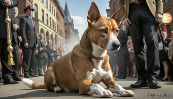 A stunning dog captured in day