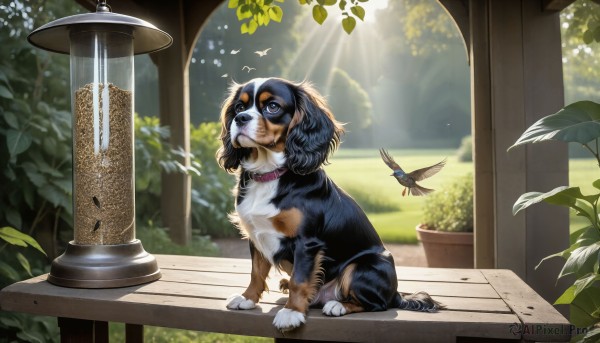 HQ,solo,blue eyes,sitting,closed mouth,full body,outdoors,day,blurry,black eyes,collar,tree,no humans,bird,animal,leaf,sunlight,plant,dog,light rays,animal focus,pillar,brown eyes,sky,tongue,cloud,signature,realistic,bench,sunbeam,red collar,animal collar