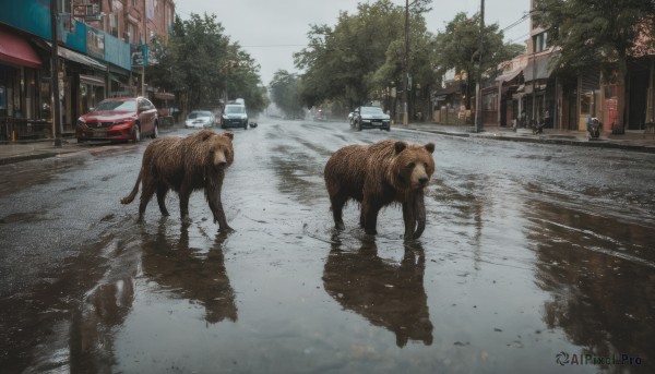 outdoors, sky, day, water, tree, no humans, animal, ground vehicle, building, scenery, motor vehicle, reflection, realistic, car, road, power lines, street, puddle, real world location