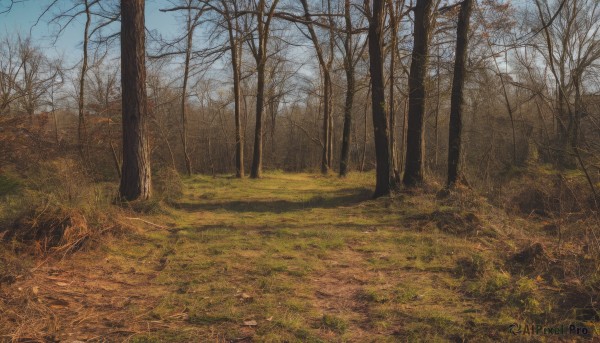 outdoors,sky,day,tree,blue sky,no humans,grass,nature,scenery,forest,bare tree,autumn,landscape,path,cloud,road,field