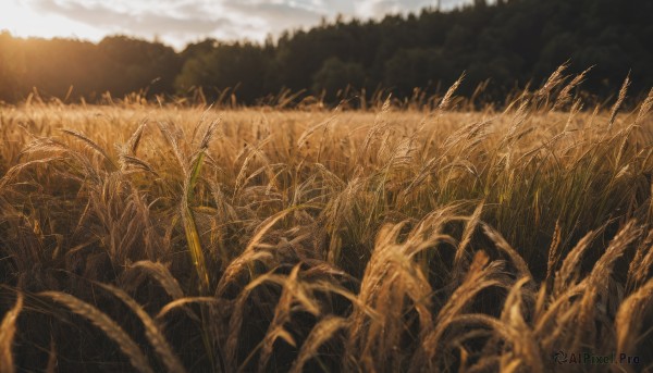 outdoors,sky,day,cloud,blurry,tree,no humans,depth of field,cloudy sky,grass,plant,nature,scenery,forest,field,landscape,wheat,traditional media,sunlight,sunset