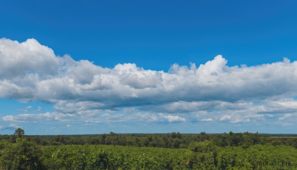 flower,outdoors,sky,day,cloud,tree,blue sky,no humans,cloudy sky,grass,plant,nature,scenery,forest,field,landscape,sunflower,summer