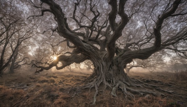 outdoors,tree,no humans,glowing,sunlight,grass,nature,scenery,forest,fantasy,branch,bare tree,landscape,plant,light